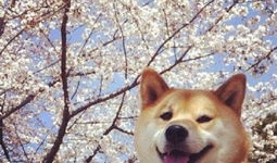 犬动漫,忠诚与梦想的交织之旅